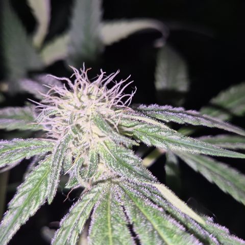 Strawberry Marshmallow growlog timeline photo