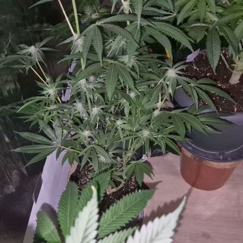 Strawberry Marshmallow growlog timeline photo
