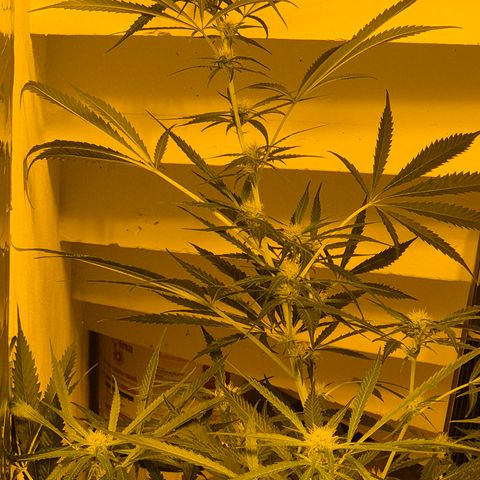 Puple punch  6 growlog timeline photo