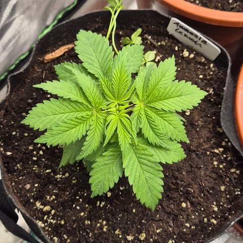 🍍Anna  #1 amnesia lemon  growlog timeline photo
