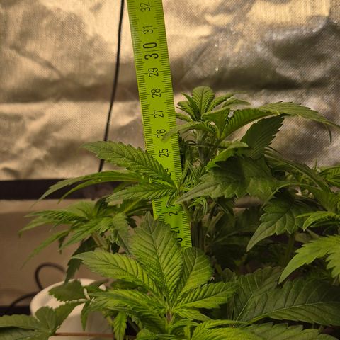 Kushi 😶‍🌫️(rest n. Teilernte/ critical kush, 9.1.24 🎁, Kümmerling) growlog timeline photo