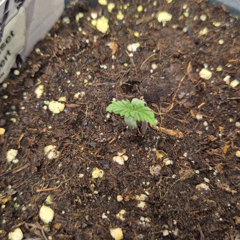 🌅Sherbi photo, blue sunset sherbert, Barneys farm  growlog timeline photo
