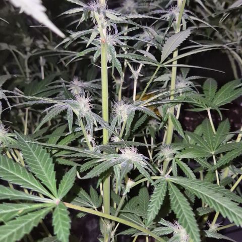 Strawberry Marshmallow growlog timeline photo