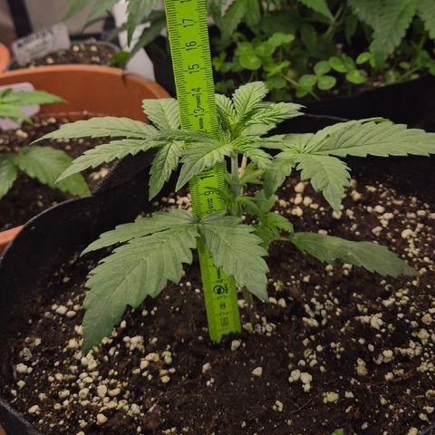 Runtzi Auto ♥️ Barney's Farm  growlog timeline photo