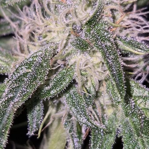 Puple punch  6 growlog timeline photo