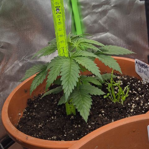 DieAnnas  #2 amnesia lemon/ungedämmter Dachboden growlog timeline photo