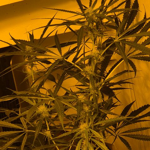 Puple punch  6 growlog timeline photo