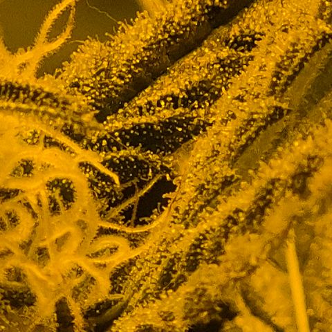 7 Punchi PURPLE PUNCH (photo) growlog timeline photo