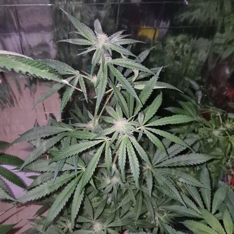 Strawberry Marshmallow growlog timeline photo