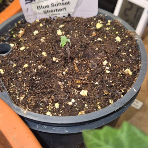 🌅Sherbi photo, blue sunset sherbert, Barneys farm  growlog timeline photo
