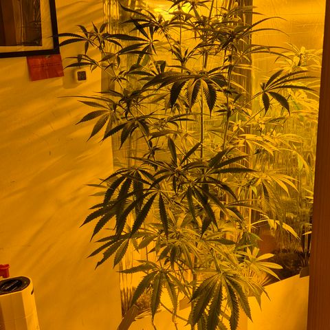 7 Punchi PURPLE PUNCH (photo) growlog timeline photo
