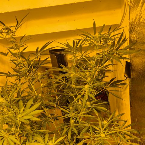Puple punch  6 growlog timeline photo