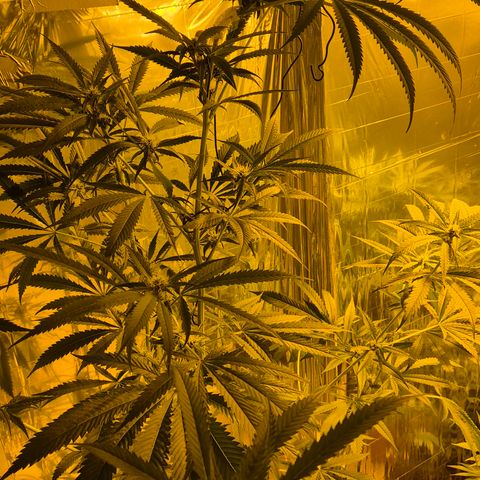 7 Punchi PURPLE PUNCH (photo) growlog timeline photo