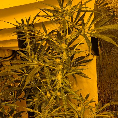Puple punch  6 growlog timeline photo