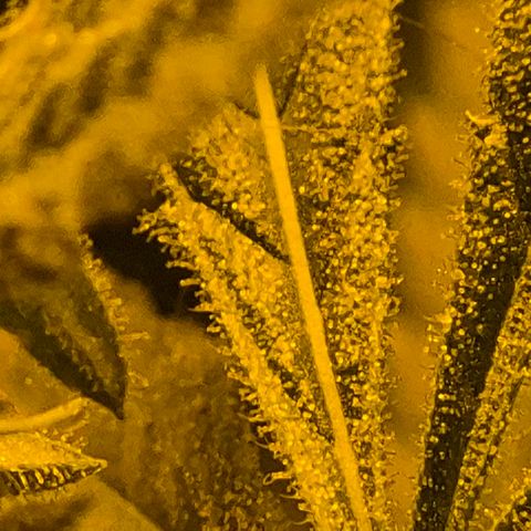 7 Punchi PURPLE PUNCH (photo) growlog timeline photo