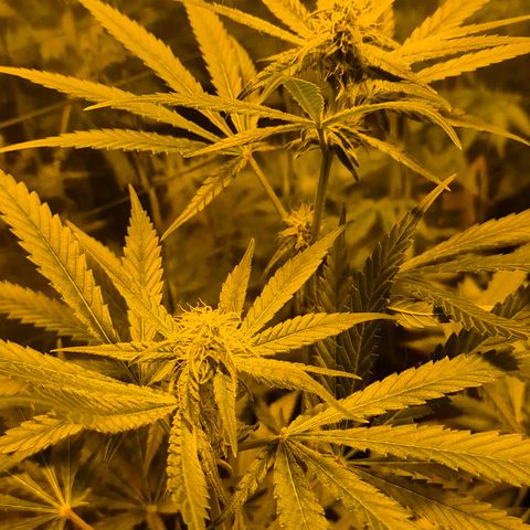 Strawberry Marshmallow growlog timeline photo