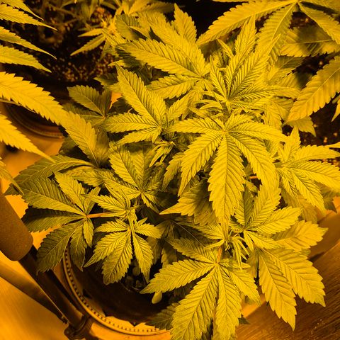 Kushi 😶‍🌫️(rest n. Teilernte/ critical kush, 9.1.24 🎁, Kümmerling) growlog timeline photo