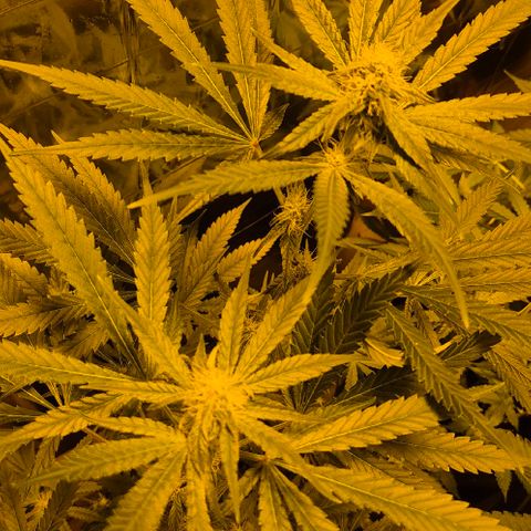 Strawberry Marshmallow growlog timeline photo