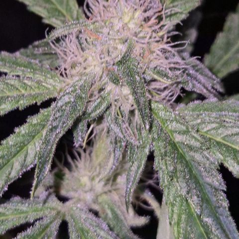 Strawberry Marshmallow growlog timeline photo