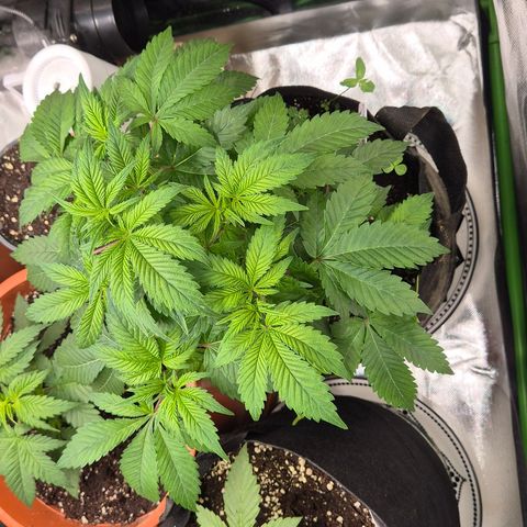 Kushi 😶‍🌫️(rest n. Teilernte/ critical kush, 9.1.24 🎁, Kümmerling) growlog timeline photo