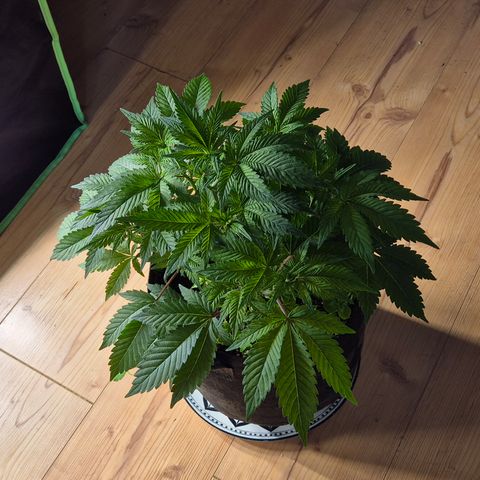 Kushi 😶‍🌫️(rest n. Teilernte/ critical kush, 9.1.24 🎁, Kümmerling) growlog photo: Sie zieht heute um unter die NDL 12/12