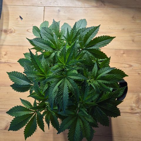 Kushi 😶‍🌫️(rest n. Teilernte/ critical kush, 9.1.24 🎁, Kümmerling) growlog photo: Sie zieht heute um unter die NDL 12/12