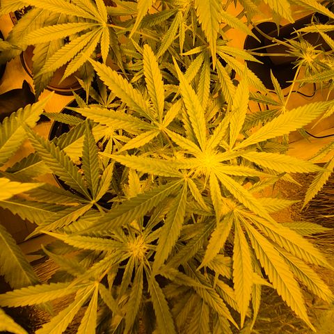 Karli - SHISKABERRY (auto) growlog timeline photo