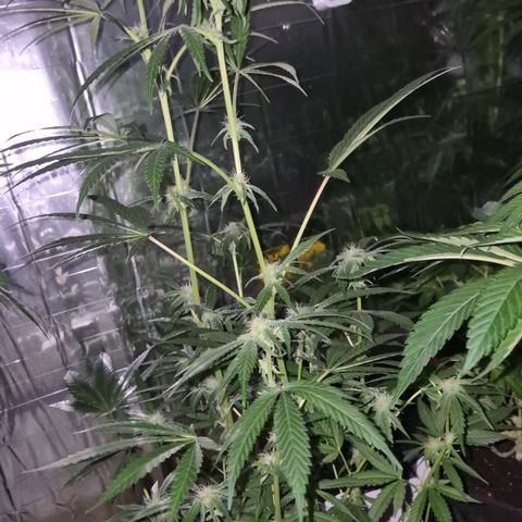 Strawberry Marshmallow growlog timeline photo