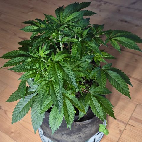 Kushi 😶‍🌫️(rest n. Teilernte/ critical kush, 9.1.24 🎁, Kümmerling) growlog photo: Sie zieht heute um unter die NDL 12/12