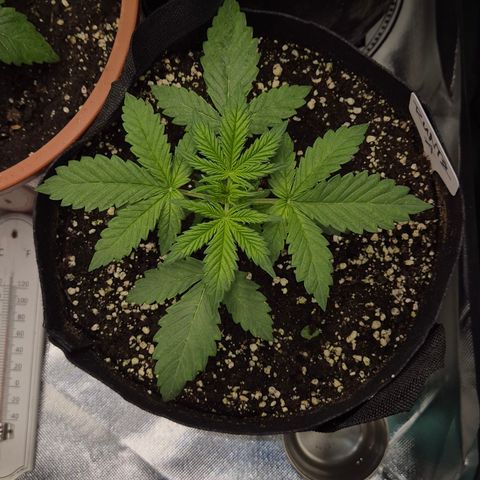 Runtzi Auto ♥️ Barney's Farm  growlog timeline photo