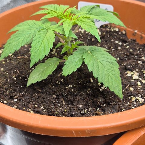 Mimosa evo Photo ♥️ Barney's Farm  growlog timeline photo