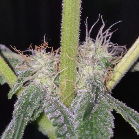 Strawberry Marshmallow growlog timeline photo