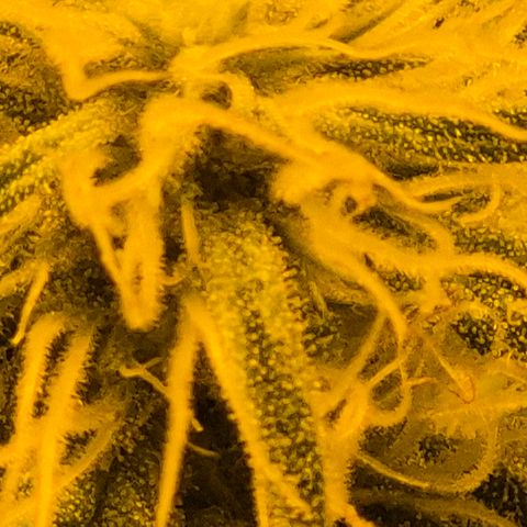 7 Punchi PURPLE PUNCH (photo) growlog timeline photo