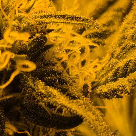 7 Punchi PURPLE PUNCH (photo) growlog timeline photo