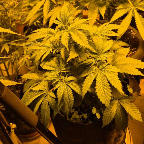 Kushi 😶‍🌫️(rest n. Teilernte/ critical kush, 9.1.24 🎁, Kümmerling) growlog timeline photo