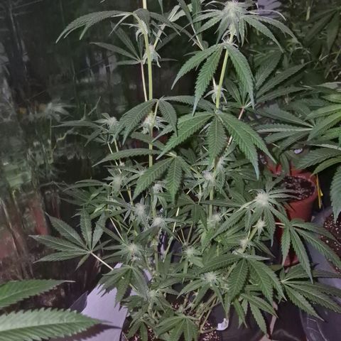 Strawberry Marshmallow growlog timeline photo