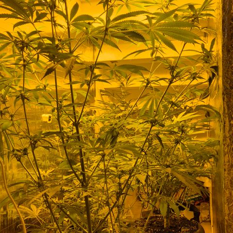 7 Punchi PURPLE PUNCH (photo) growlog timeline photo
