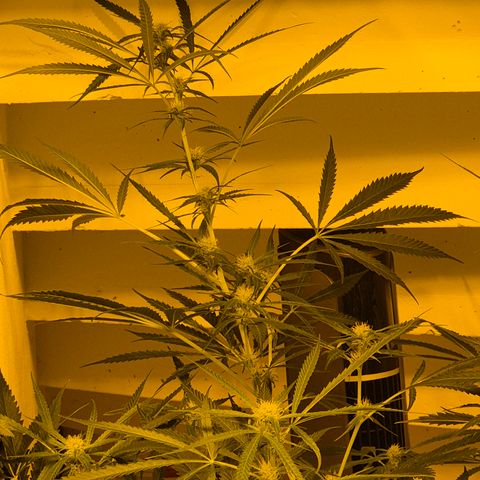 Puple punch  6 growlog timeline photo