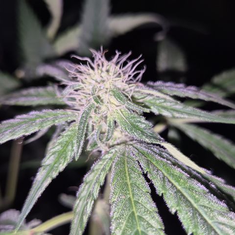 Strawberry Marshmallow growlog timeline photo