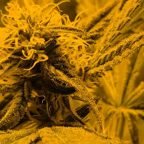 7 Punchi PURPLE PUNCH (photo) growlog timeline photo