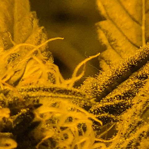 7 Punchi PURPLE PUNCH (photo) growlog timeline photo