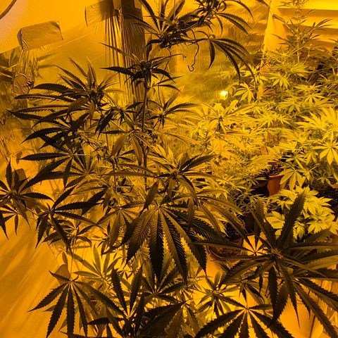 7 Punchi PURPLE PUNCH (photo) growlog timeline photo
