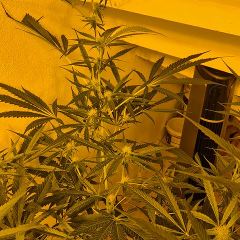 Puple punch  6 growlog timeline photo