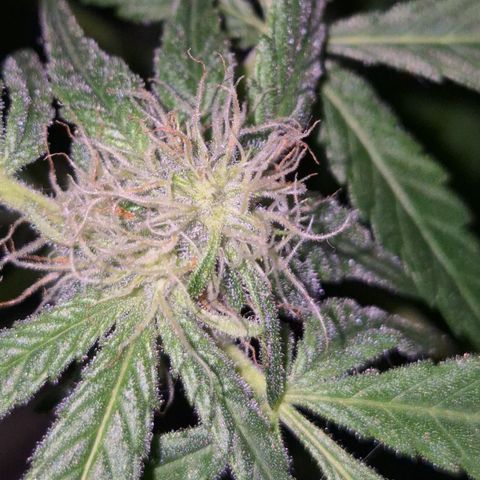Strawberry Marshmallow growlog timeline photo