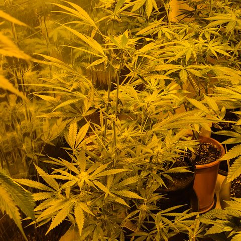 Karli - SHISKABERRY (auto) growlog timeline photo