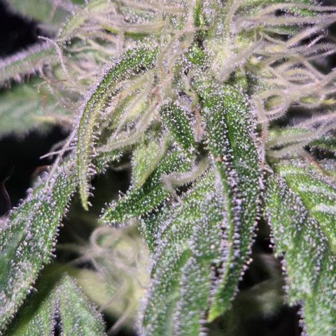 Strawberry Marshmallow growlog timeline photo