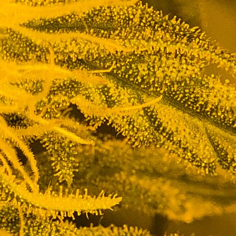 7 Punchi PURPLE PUNCH (photo) growlog timeline photo