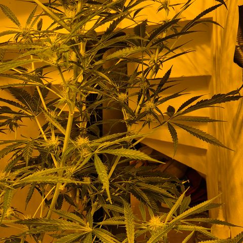 Puple punch  6 growlog timeline photo