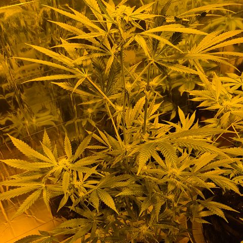 Strawberry Marshmallow growlog timeline photo