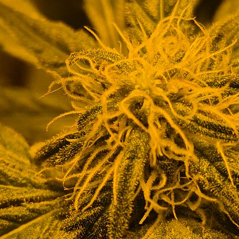 Karli - SHISKABERRY (auto) growlog timeline photo